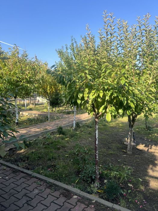 Casa de vanzare Ploiesti