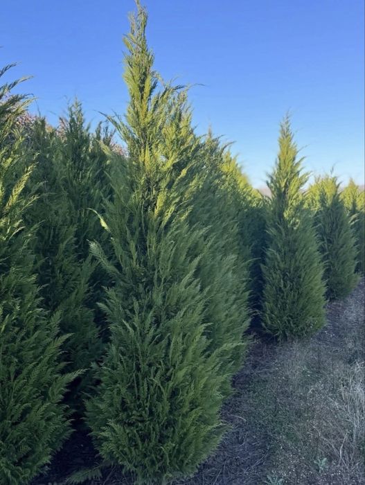 Leylandii de vânzare – ideal pentru gard viu.