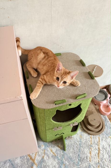 Котенок в добрые руки