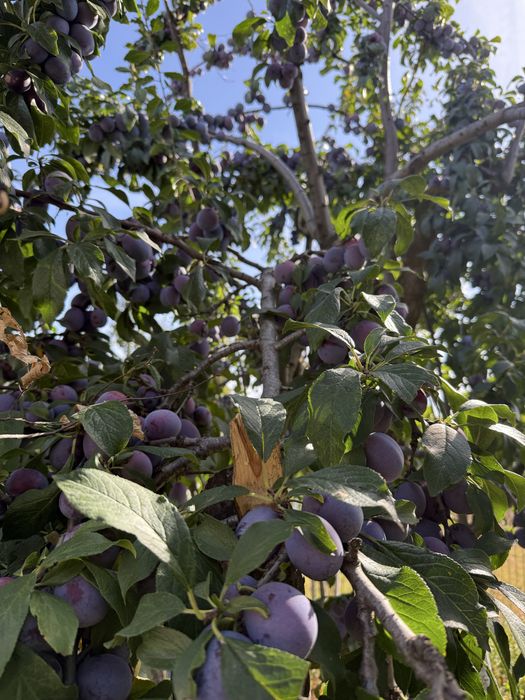 Prune țuica ana spath