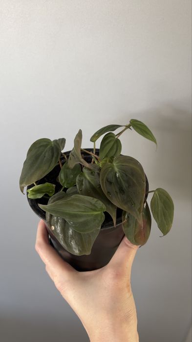 Филодендрон миканс