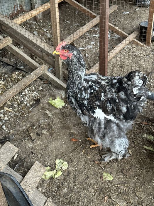 Кохинхин Белый иПолосатый