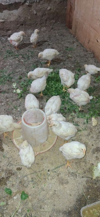Продам бройлерных цыплят