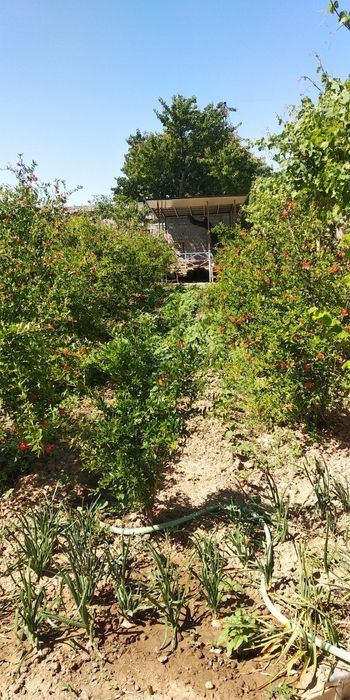 Продам загородный дом, 21 сотка, Кибрайский район