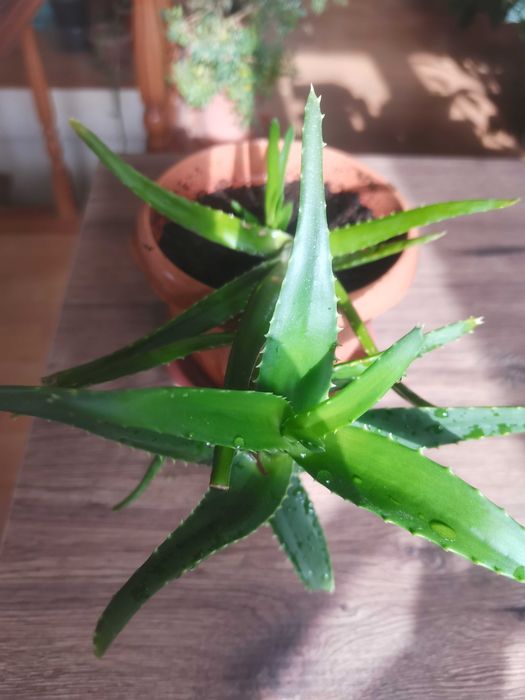 Комнатные цветы разные