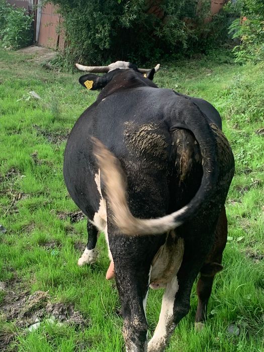 Vând vaca cu vițel sau fără și junincă de un an