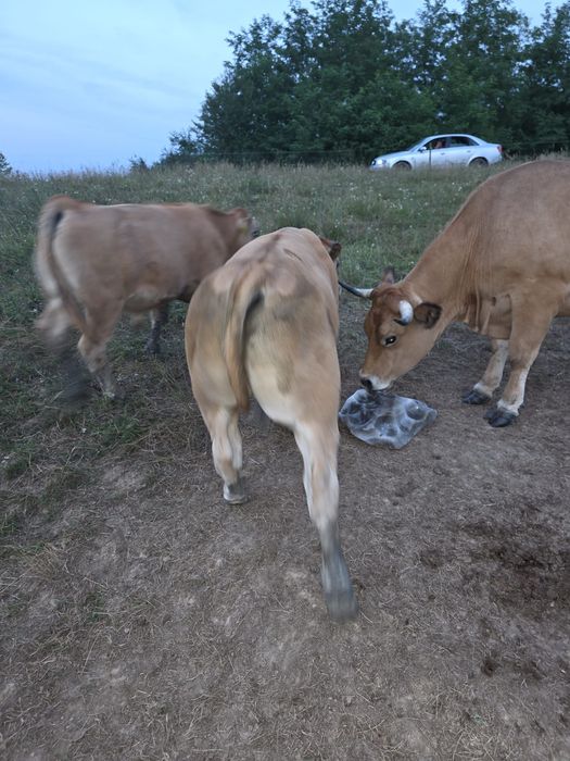 Vând tăurași aubrac