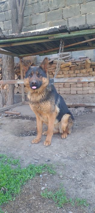 Продам немецкую овчарку !