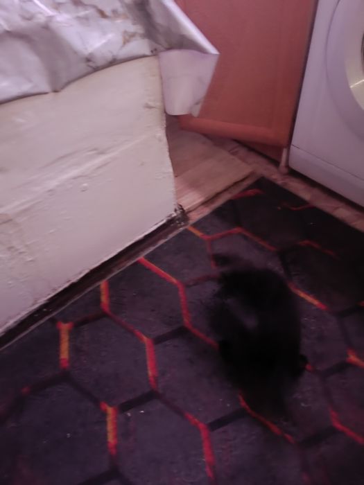 Отдам двух кошечек