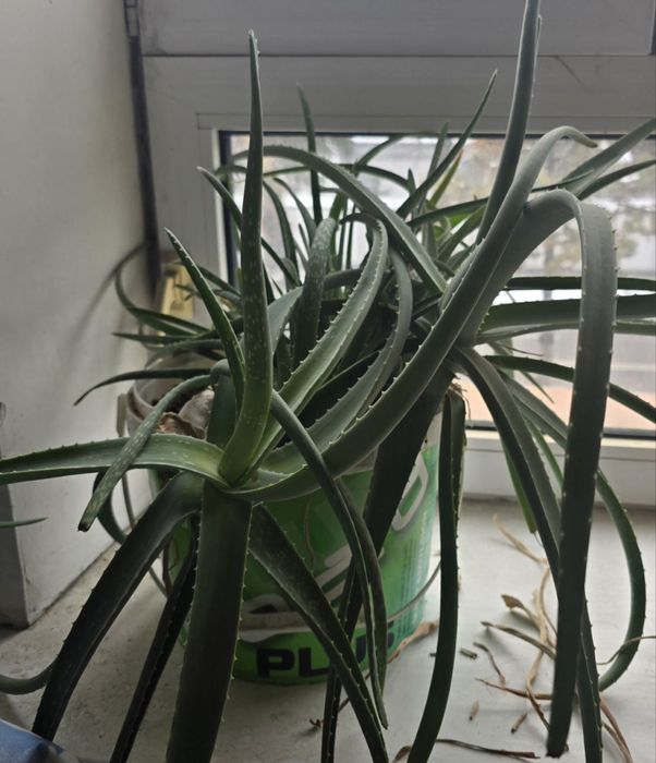 Продаю цветы в горшках (комнатные растения)