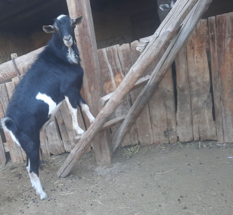 Альпі теке,Альпиский сангоу козел