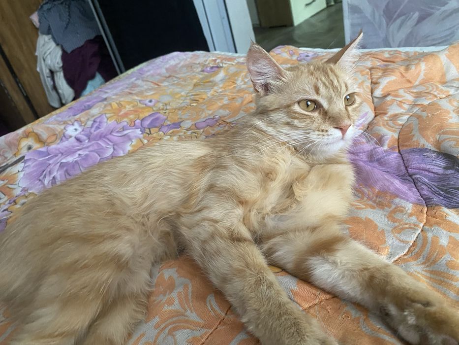 Молодой котик мальчик