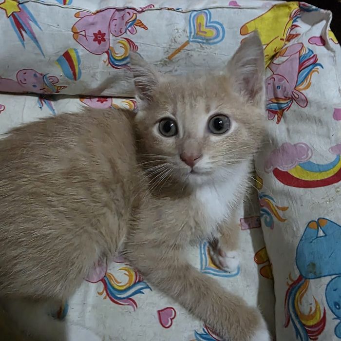 Котик ищет дом!!!