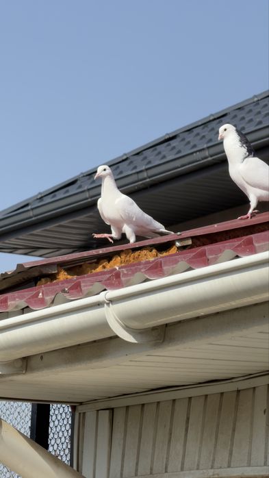 Голуби. Белая Иран голубка