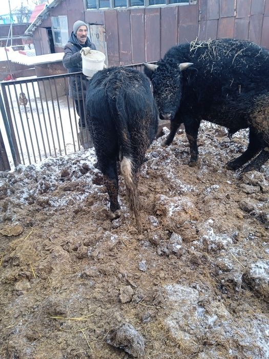 Продам быков две головы