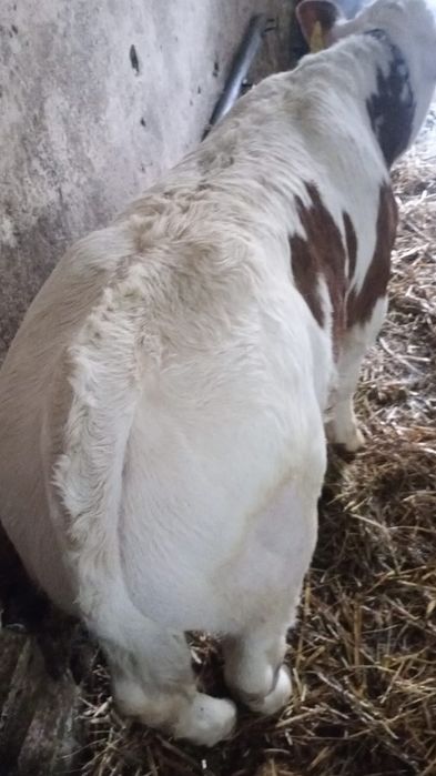 Vitel de 2 luni zile