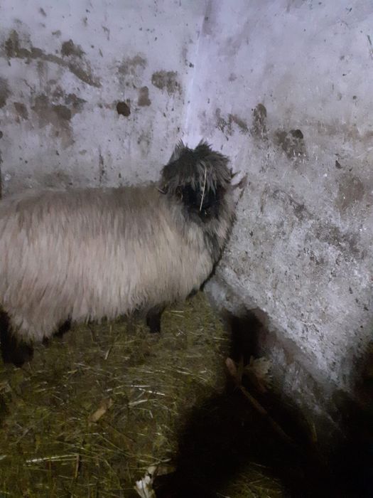 Oi bucalai de vanzare