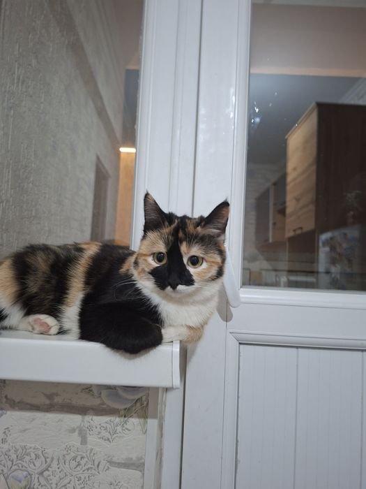 Кошка трехцветная