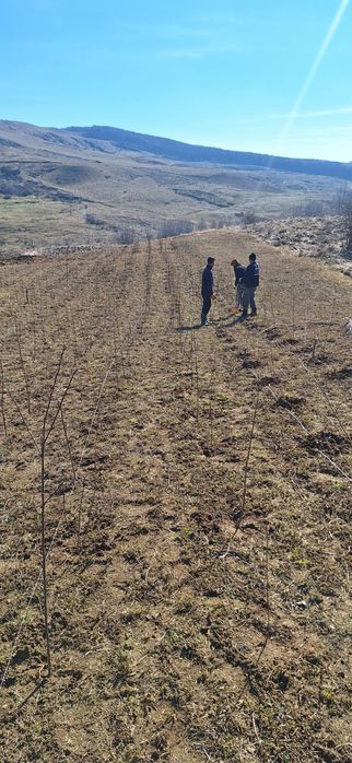 puieți brad salcâm oferim servicii plantare