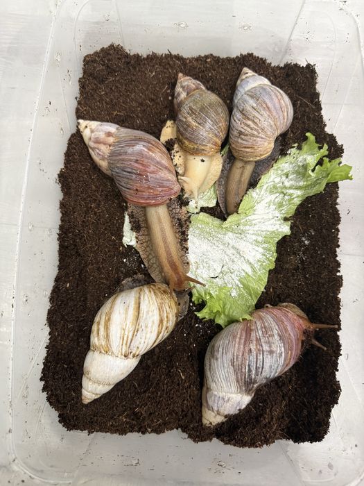 Ulitka axatina  har xil razmerda bor