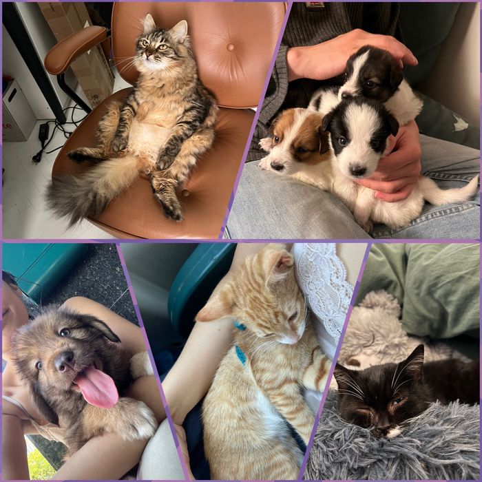 Pet sitting pentru lăbuțe fericite și inimi liniștite