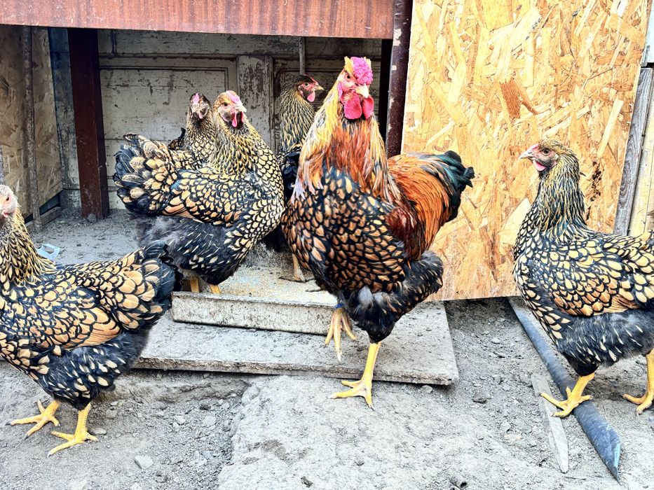 Oua pentru incubat  Wyandotte GSG