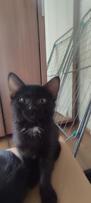 Отдам котят в добрые руки