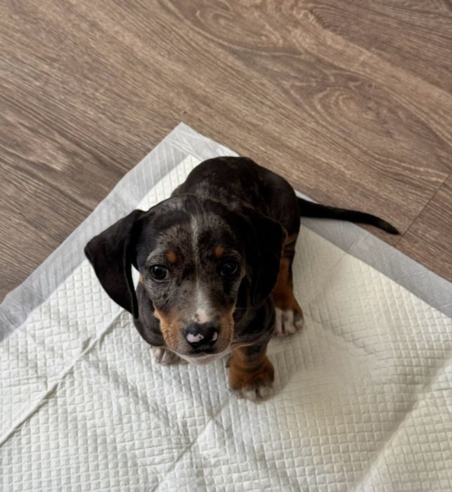 Catel teckel dachshund 3 luni baietel
