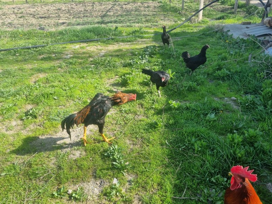 Juja xuroz sotiladi kariski