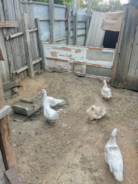 Продам индоуток в городе