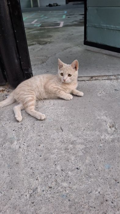 Красивый умный котик