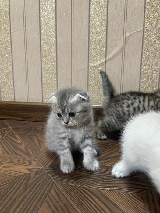 Скоттиш фолд-страйт