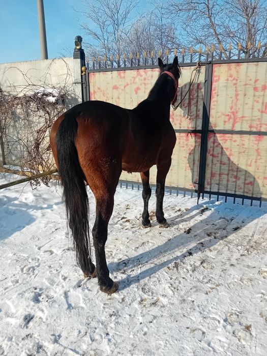 Căruță și iapă trapasă