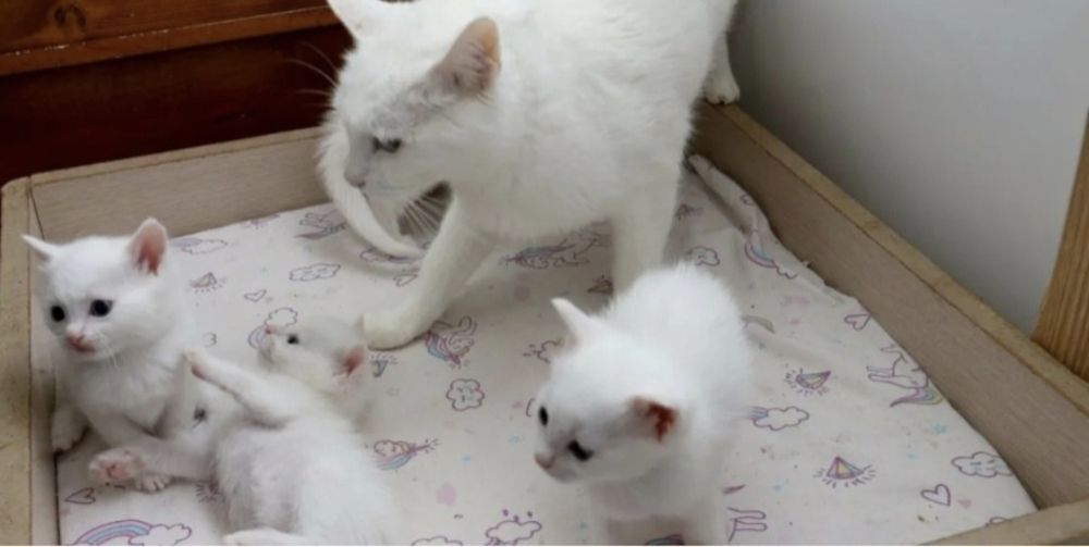 Белоснежные Кельтские котята!