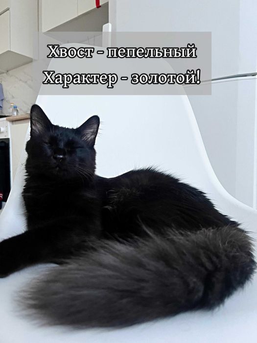 Ласковый кот в добрые руки!