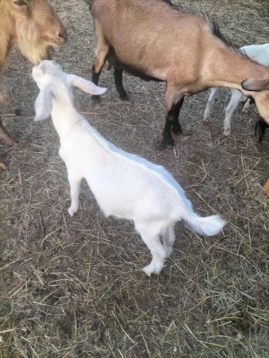Vând țap de o lună !