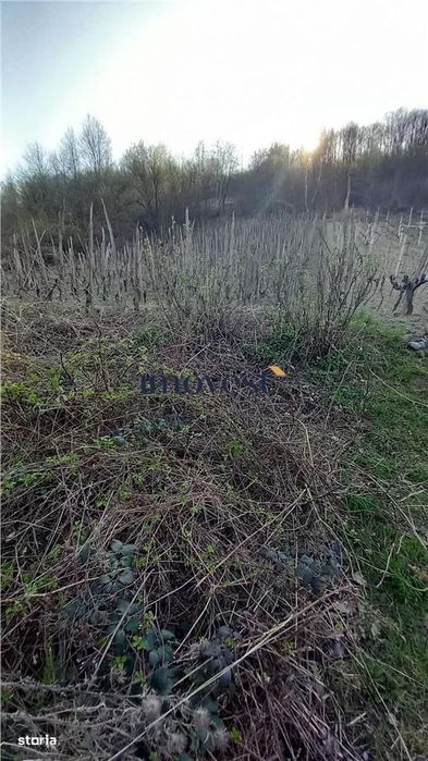 De vanzare teren extravilan in Orasul Nou