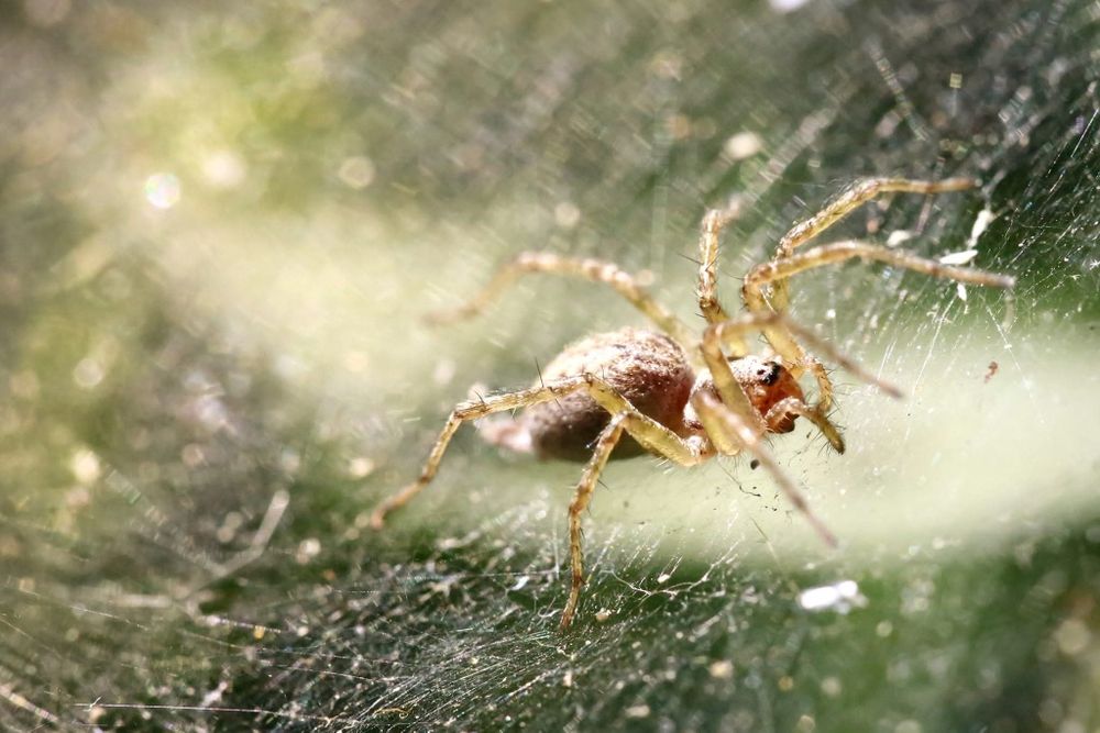 Sigma 180mm Apo Macro EX 3.5 обектив за Canon