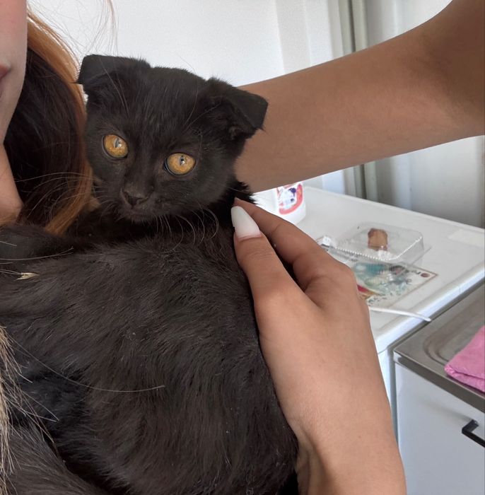 В добрые руки котенка