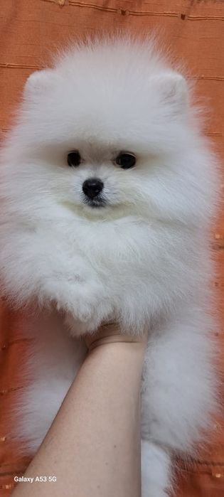 Щенки  готовы к продажу