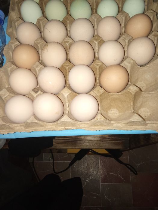 Продаем яйца  порода Плимитрок