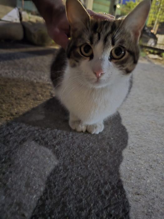 Donez pisica spre adoptie