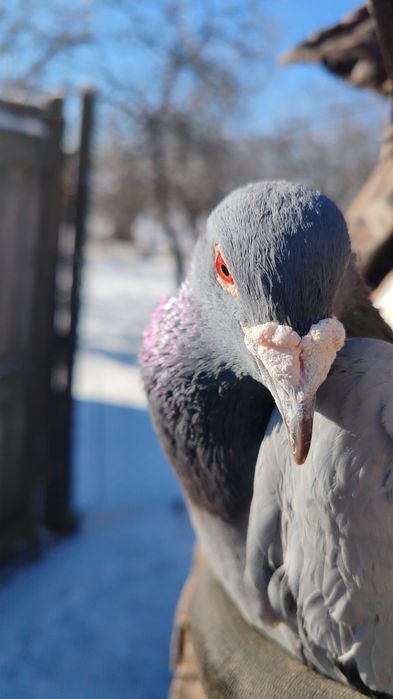 Vând porumbei voiajori