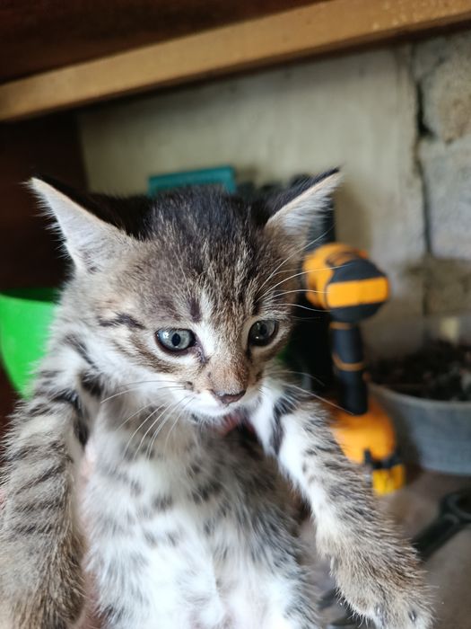 Отдаю котят даром