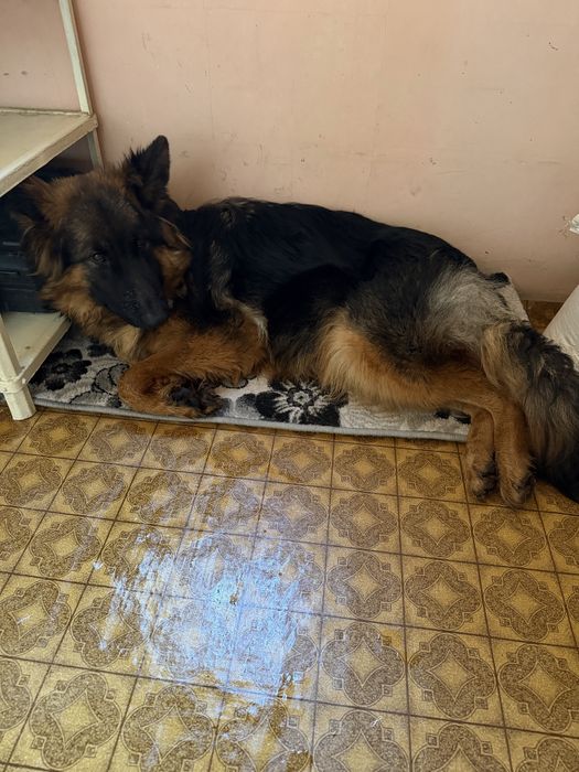 Длинношерстная немецкая овчарка