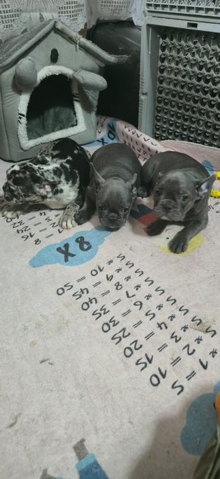 Предлагаю щенков Французский бульдог