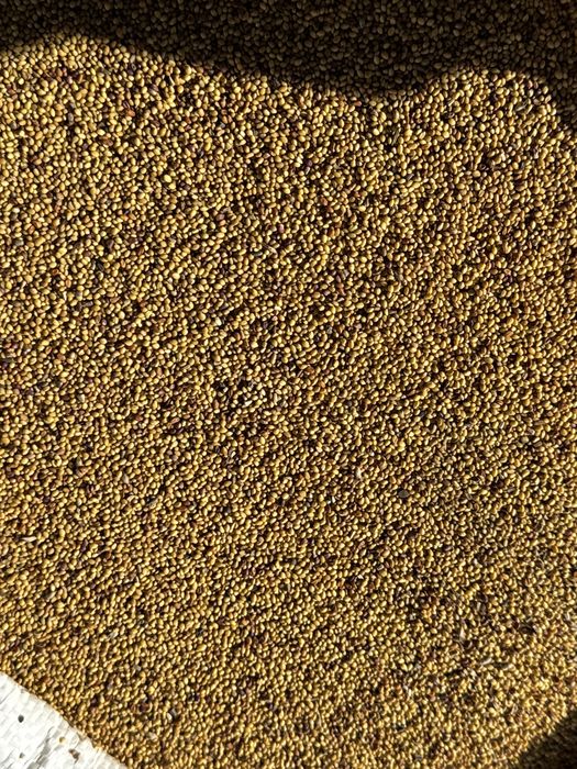 Lucernă~Trifoi~Ghizdei