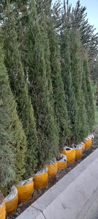 Archalar va dekrativni daraxtlarr