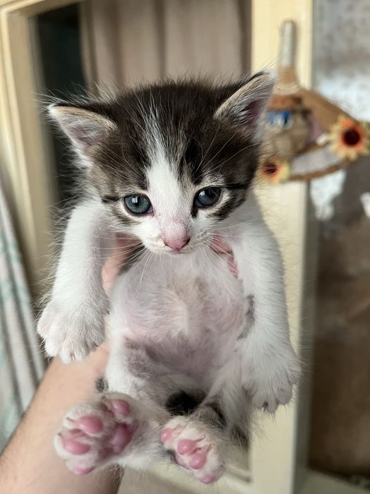 Котята девочки!.