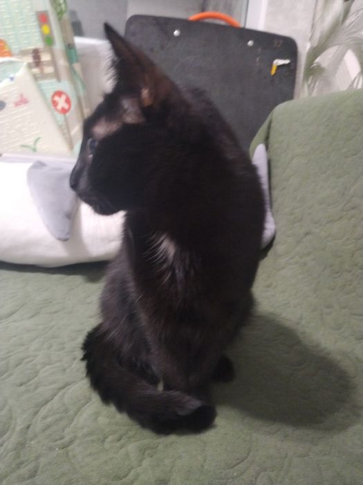 Отдам кота в добрые руки